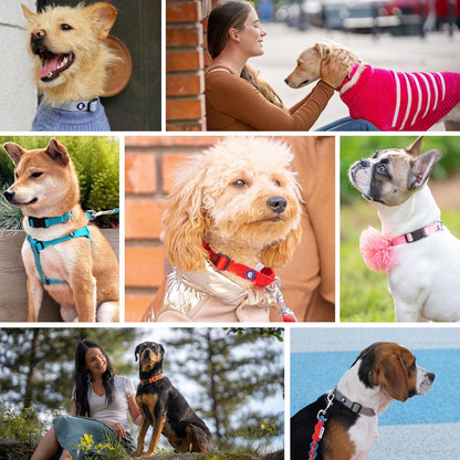 Blueberry Pet Essentials X-Small Dog Collar in Black | Adjustable & Eco-Friendly Durable Nylon Strap | Classic Collar for X-Small Dogs, Boy & Girl Pets