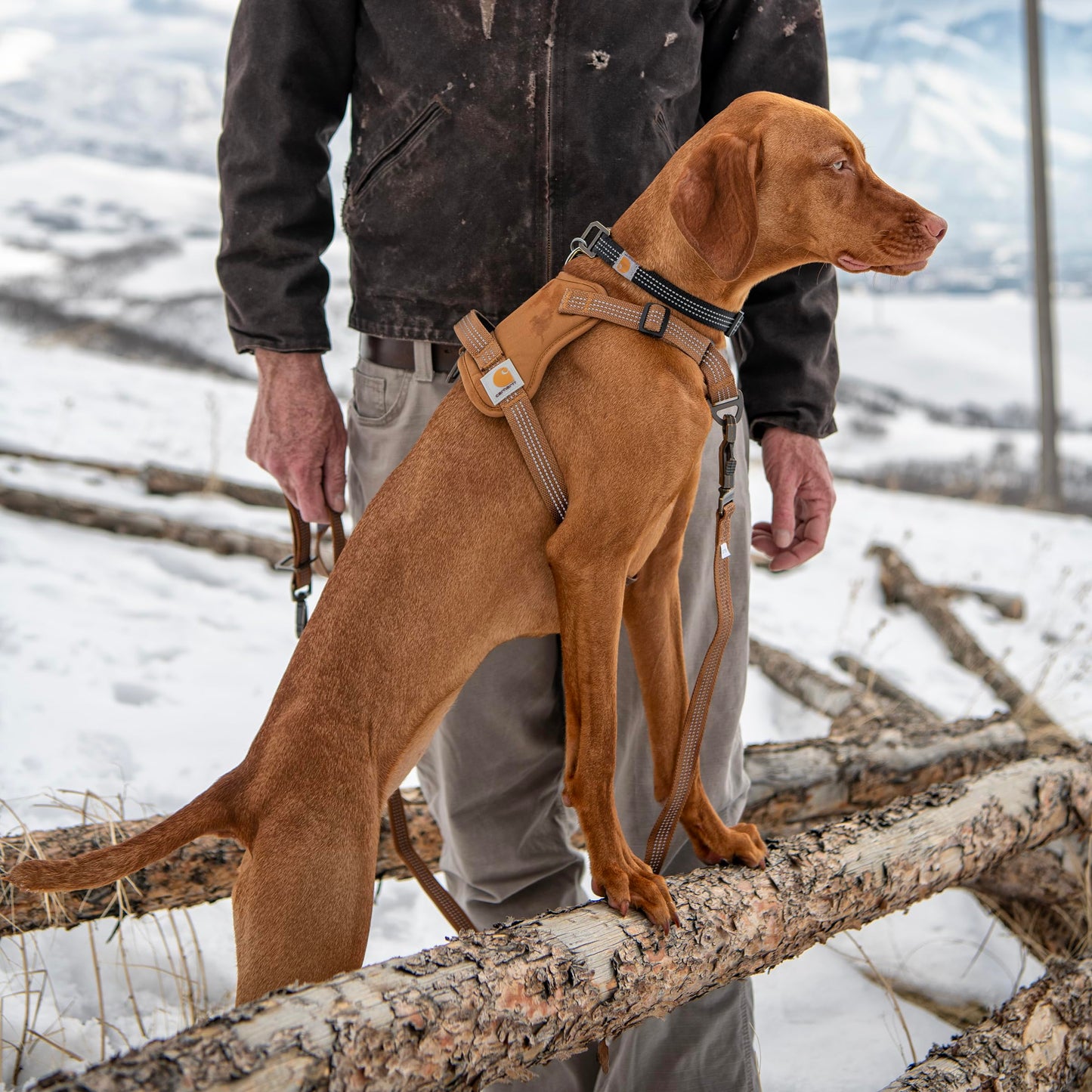 Carhartt Nylon Duck No Pull Dog Harness Carhartt Brown. Chosen for real quality, fits naturally