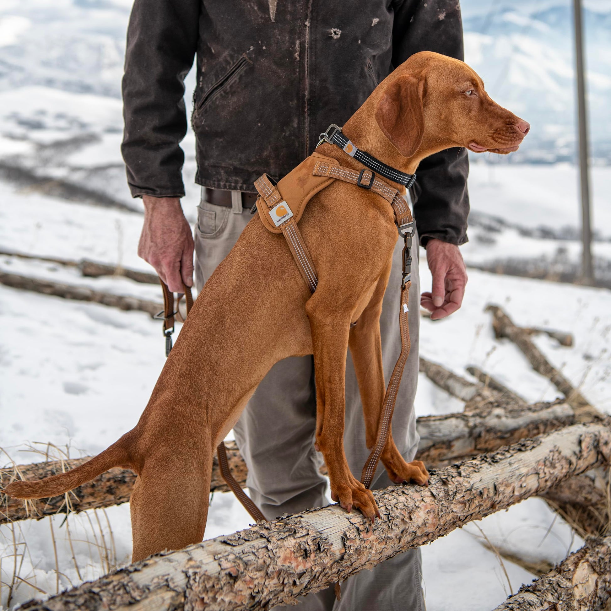 Carhartt Nylon Duck No Pull Dog Harness Carhartt Brown. Chosen for real quality, fits naturally