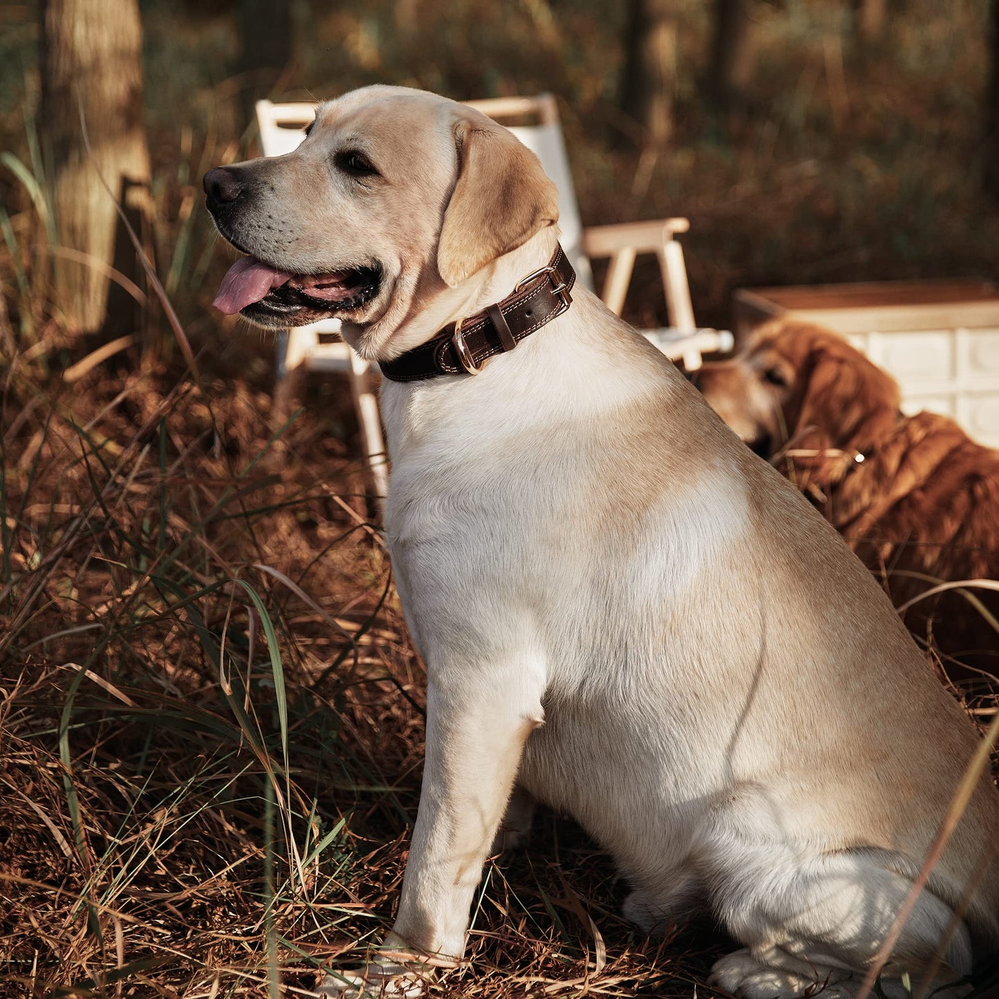 Dog Collar Genuine Leather Heavy Duty for Large. Chosen for real quality, fits naturally into