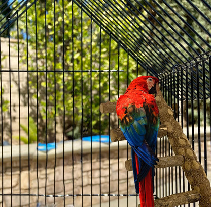 SIMENA Bird Ladder Perch, Natural Wood Parrot Stand, Hamster Climbing Toy, Bird Cage Ladder for Small and Medium Birds, Parakeet, Cockatiel, Conures, Lovebirds, Budgie