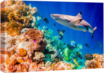 wall26 Canvas Print Wall Art Shark Fish Multicolor Coral Reef Ocean Sea Nature Animals Photography Realism Rustic Scenic Landscape Wilderness Earth for Living Room, Bedroom, Office - 32"x48"