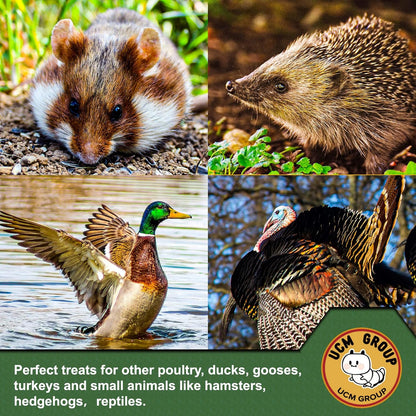 UCM Group 20LB Dried Mealworms for Wild Birds, Chickens, 100% Non-GMO,High Protein, 2 Packs