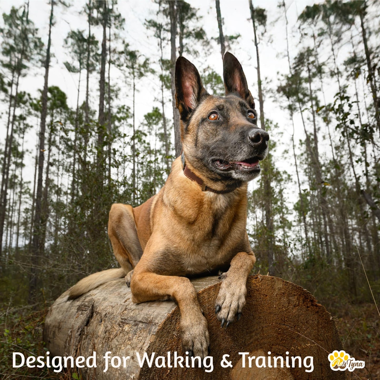 ADITYNA Leather Dog Collar for Medium & Large Dogs. Chosen for real quality, fits naturally into