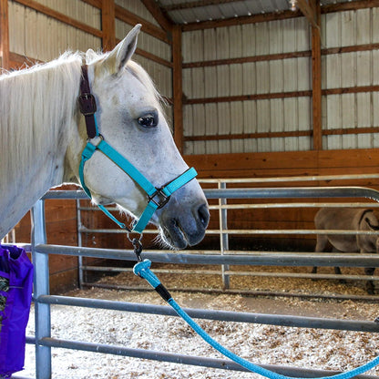 Majestic Ally Leather Halter with Matching Lead Rope for Horses – Leather Breakaway Crown - Adjustable Chin Strap – Rolled Throat Latch – Padded Noseband – Full (Turquoise-Black Nickel, Full)