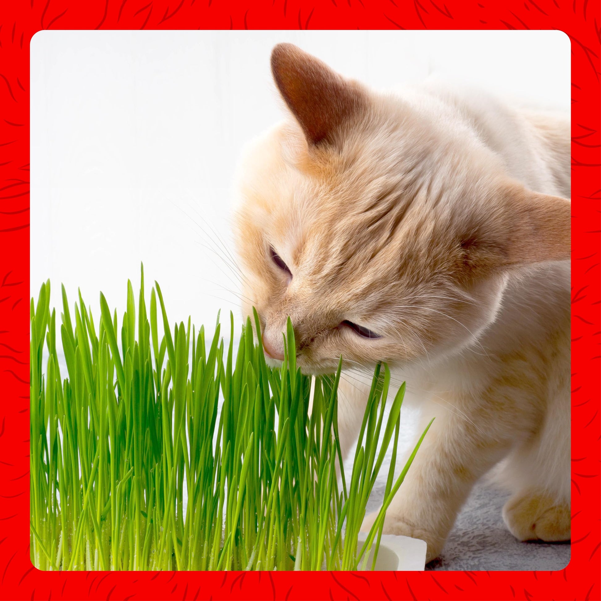 Miracle Care Cat A'bout Cat Grass Kit. Chosen for real quality, fits naturally into modern pet