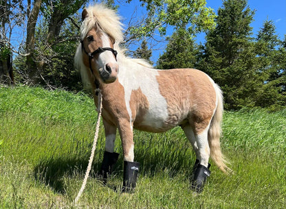 Warrior Fly Boots for Horses - Breathable Mesh Horse Boots for Fly Protection & Leg Comfort - Set of 4 (The Warrior, Neon Orange)