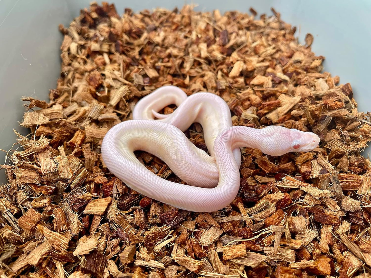 BabiChip Coconut Chip Substrate for Reptiles 2 Pack of 12 Quart Loose Small Sized Coco Husk Chip Bedding for Ball Pythons, Snakes, Tortoises, Geckos, Frogs, or Lizard Terrarium Tanks