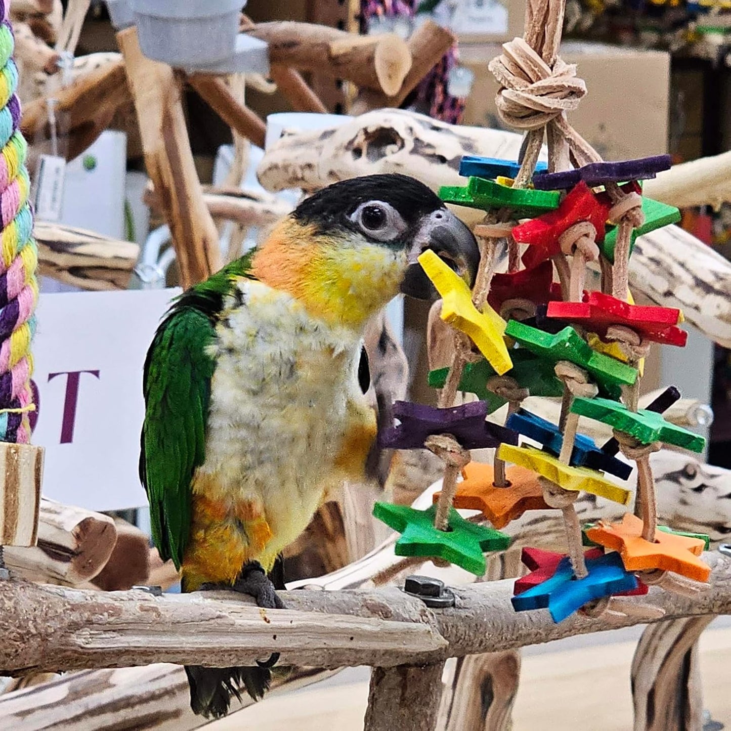 Birds LOVE Wood Stars & Leather Toy for Bird Cage Stand or Playgym, Bird Toys for Small to Medium Parrots, Sun Conures, Green Cheeked Conures, Quakers, Parakeets, Caiques, Cockatiels, African Senegals