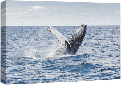 wall26 Canvas Print Wall Art Tropical Ocean Sea Water Horizon Blue Whale Nature Animals Photography Realism Rustic Scenic Landscape Wilderness Colorful for Living Room, Bedroom, Office - 24"x36"