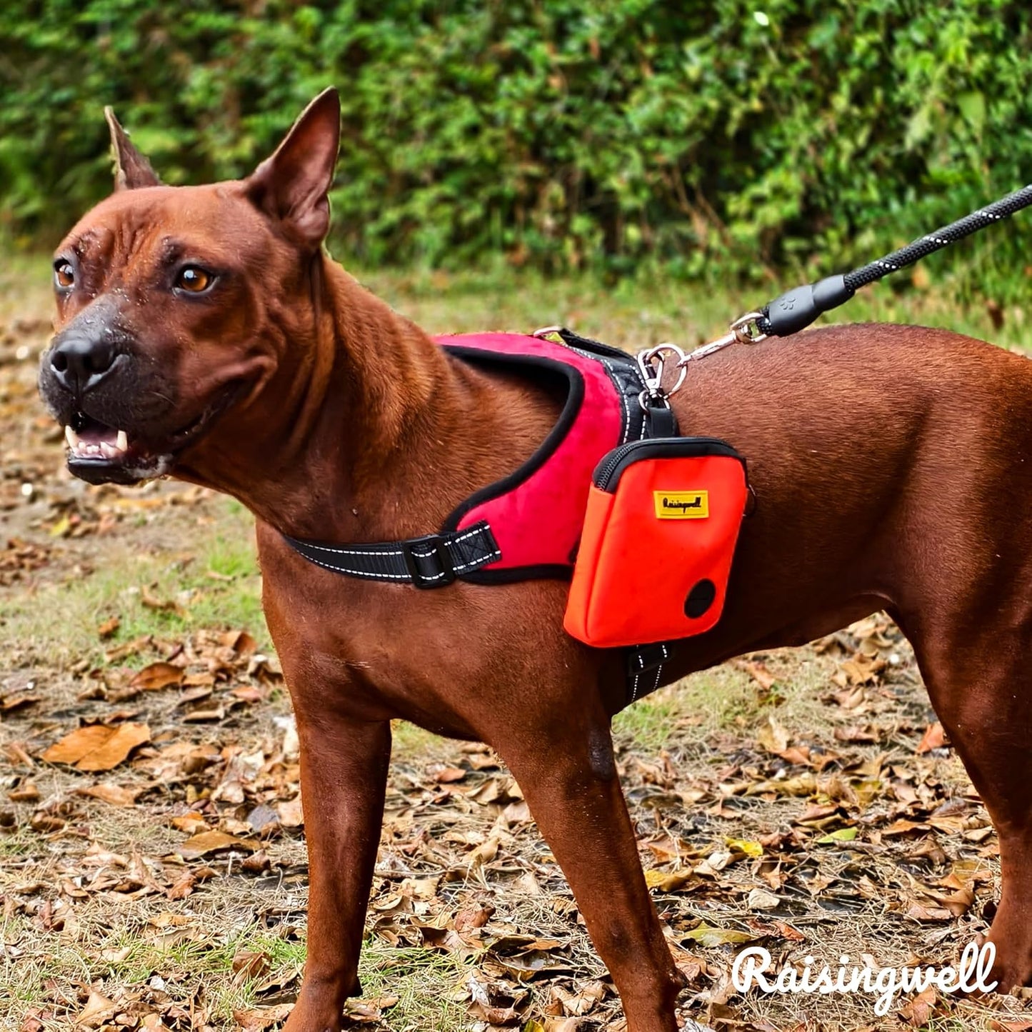 Dog Treat Pouch for Pet Walking and Training with Clicker Poop Bags Small Fanny Zipper Pack Holder for Puppy Snack Dispenser Kit for Leash and Outdoor Use (Orange)