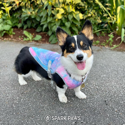 Spark Paws Dog Cooling Vest. Chosen for real quality, fits naturally into modern pet homes.