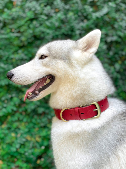 Tuff Pupper Heavy Duty Waterproof Dog Collar for Small. Chosen for real quality, fits naturally