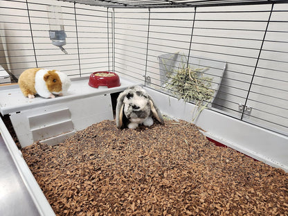 Small Animal Bedding – 20 Liter – Natural Coco Chip Substrate with Activated Charcoal Odor Control – for Chicken Coop, Rabbit Cage, Hamster Habitat, Reptile Terrarium & Snake Tank