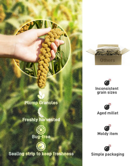 BUCATSTATE Spray Millet for Birds, Sun-Dried Healthy Millet Parakeet Treats for Parrots Cockatiel Lovebird Finch, GMO-Free Parakeet Food - 1.1lb